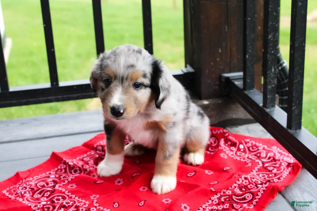 Miniature Australian Shepherd dogs for sale: Grady - Ad 2