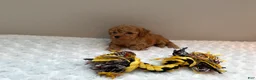 Toy Poodle dogs for sale: Teacup Toy Poodle boy  - Ad 4