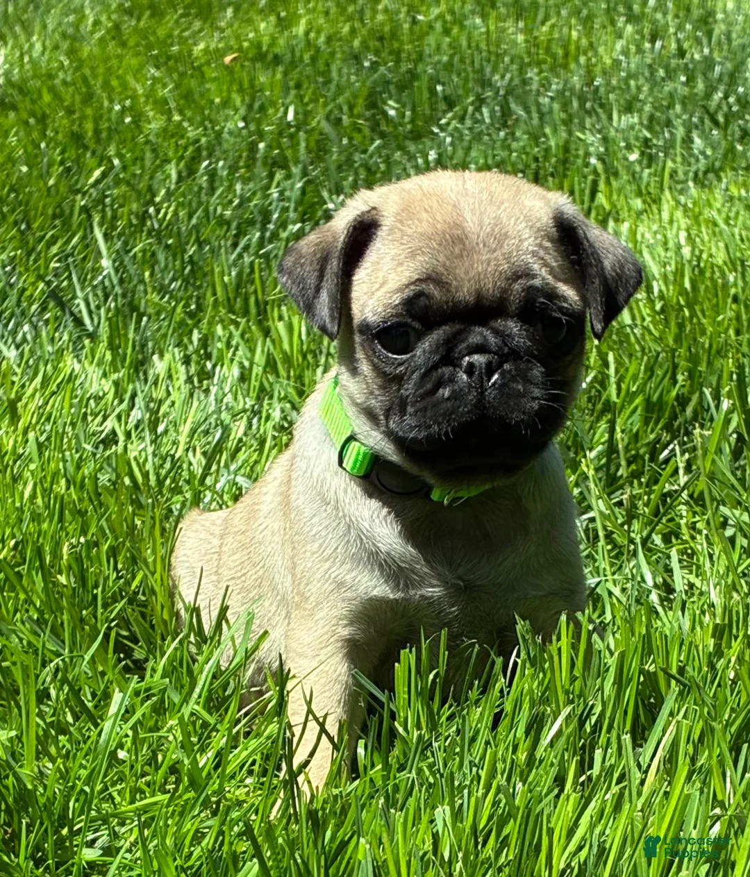 Pug dogs for sale: Niky - Ad 2