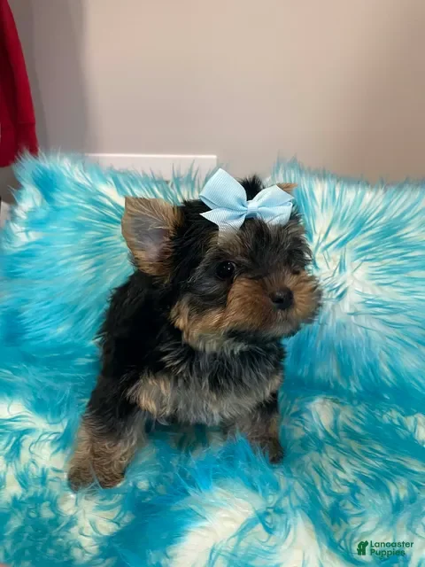 Yorkshire Terrier dogs Daiquiri_Male - Ad 35