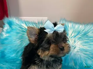 Yorkshire Terrier dogs Daiquiri_Male - Ad 35