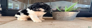 Mini Goldendoodle 2