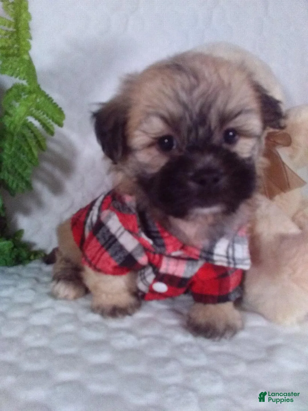 Shih Tzu dogs for sale: Cosmo - Ad 1