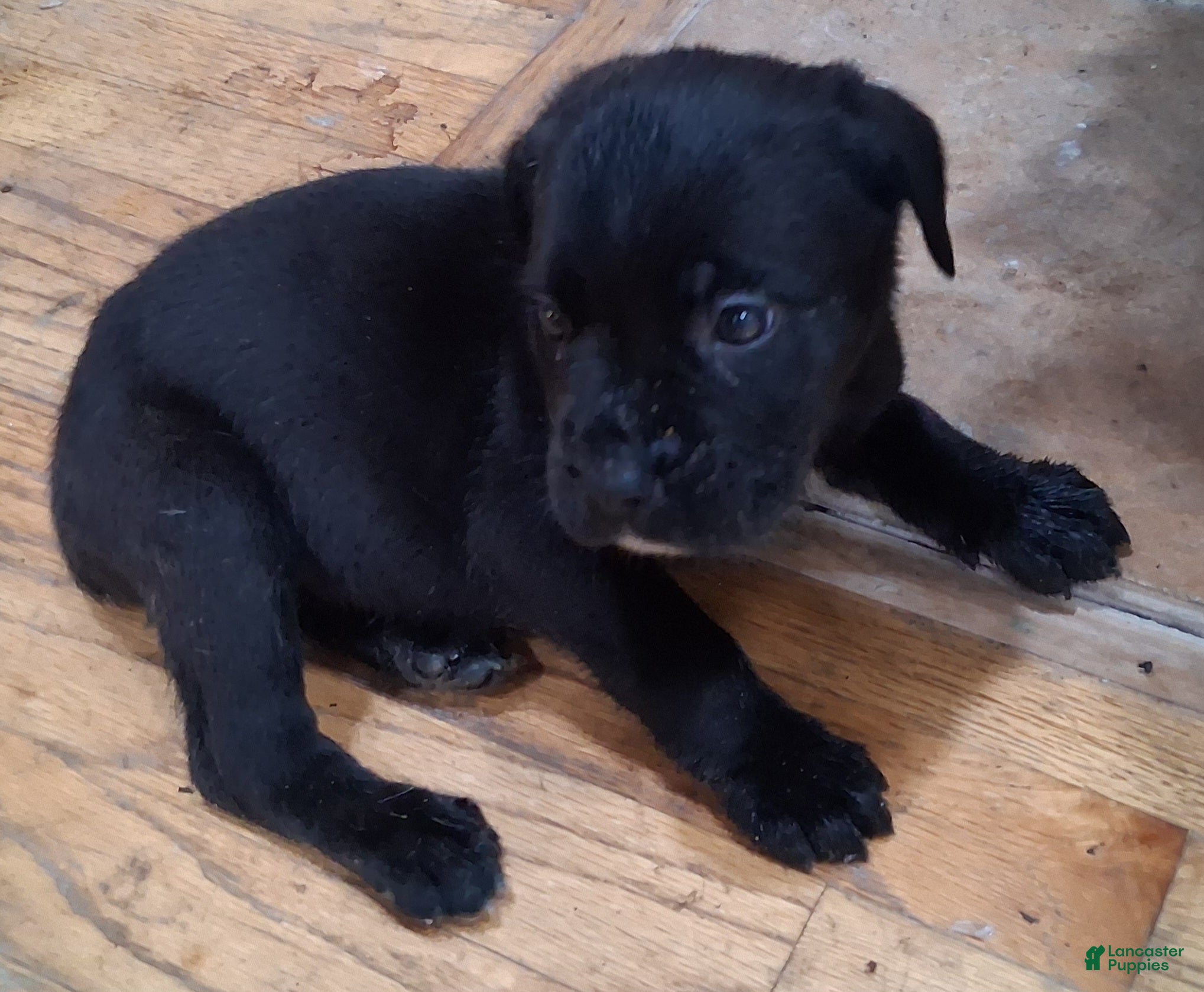 Cane Corso dogs Cane Corso Puppy 8 - Ad 38