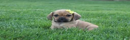 Puggle dogs for sale: Allie - Ad 5