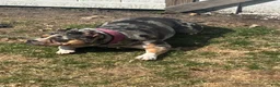 American Bully dogs for sale: American Bully 2 - Ad 4