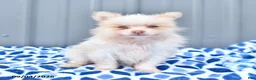 Pomeranian dogs for sale: Daisy - Ad 1