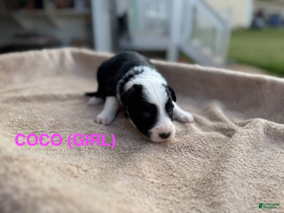 Border Collie dogs for sale: Coco - Ad 1