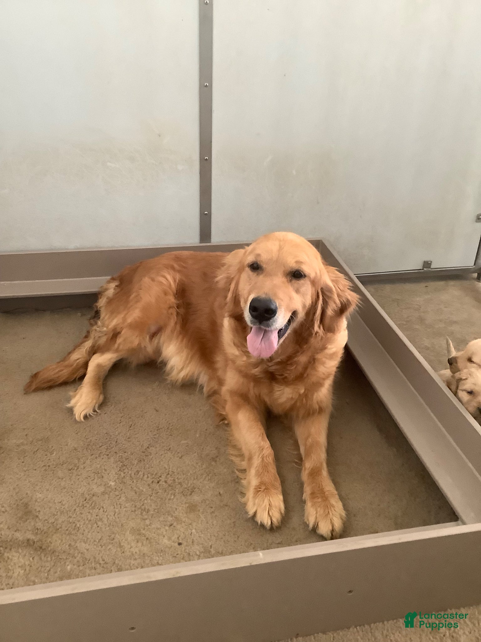 Golden Retriever dogs for sale: Golden Retriever Ticker - Ad 7