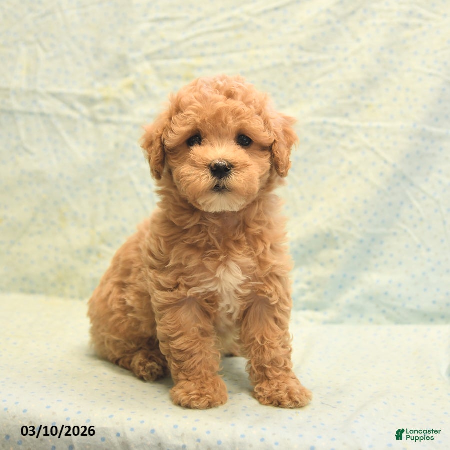 Havapoo dogs Peggy - Ad 1