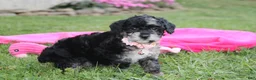 Miniature Poodle dogs for sale:  Bella - Ad 10