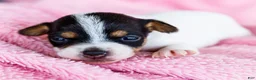 Mixed Breed dogs for sale: Taley - Ad 14