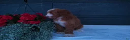 Goldendoodle dogs for sale: Ginger  - Ad 10