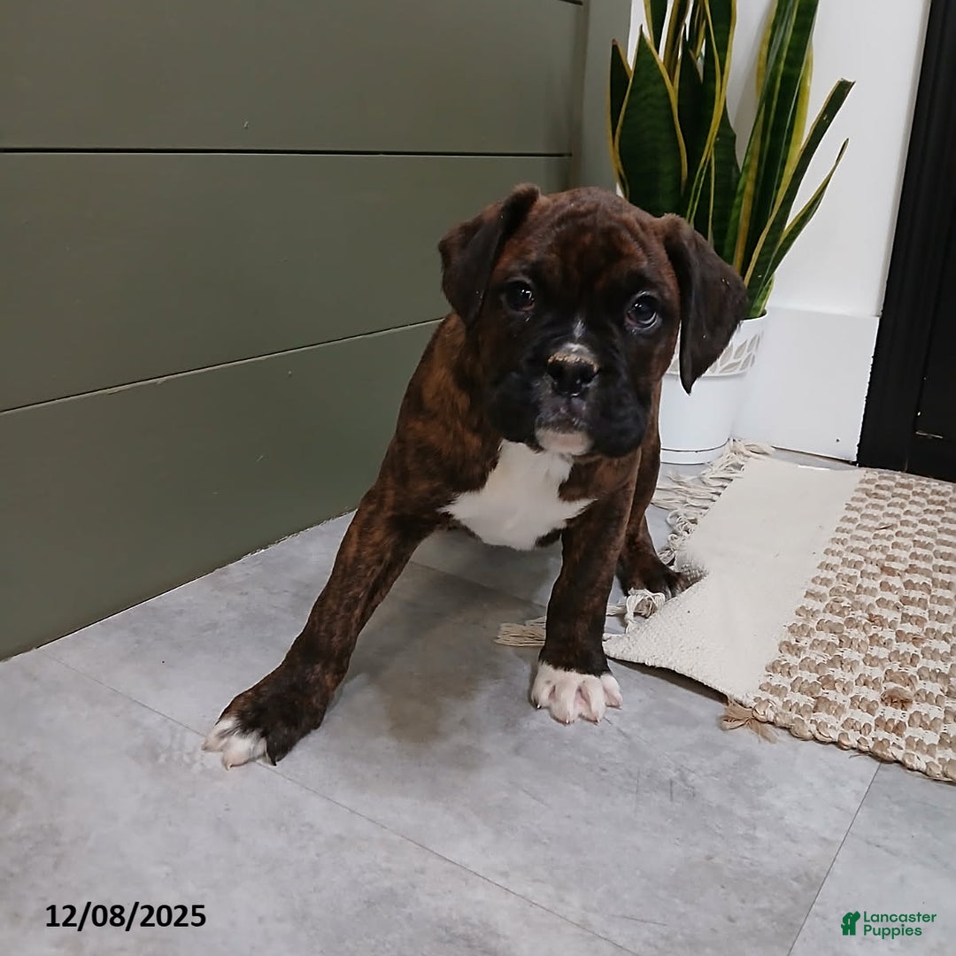 Boxer dogs for sale: Denali - Ad 3