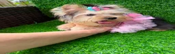 Yorkshire Terrier dogs for sale: Yorkshire Terrier 1 - Ad 5