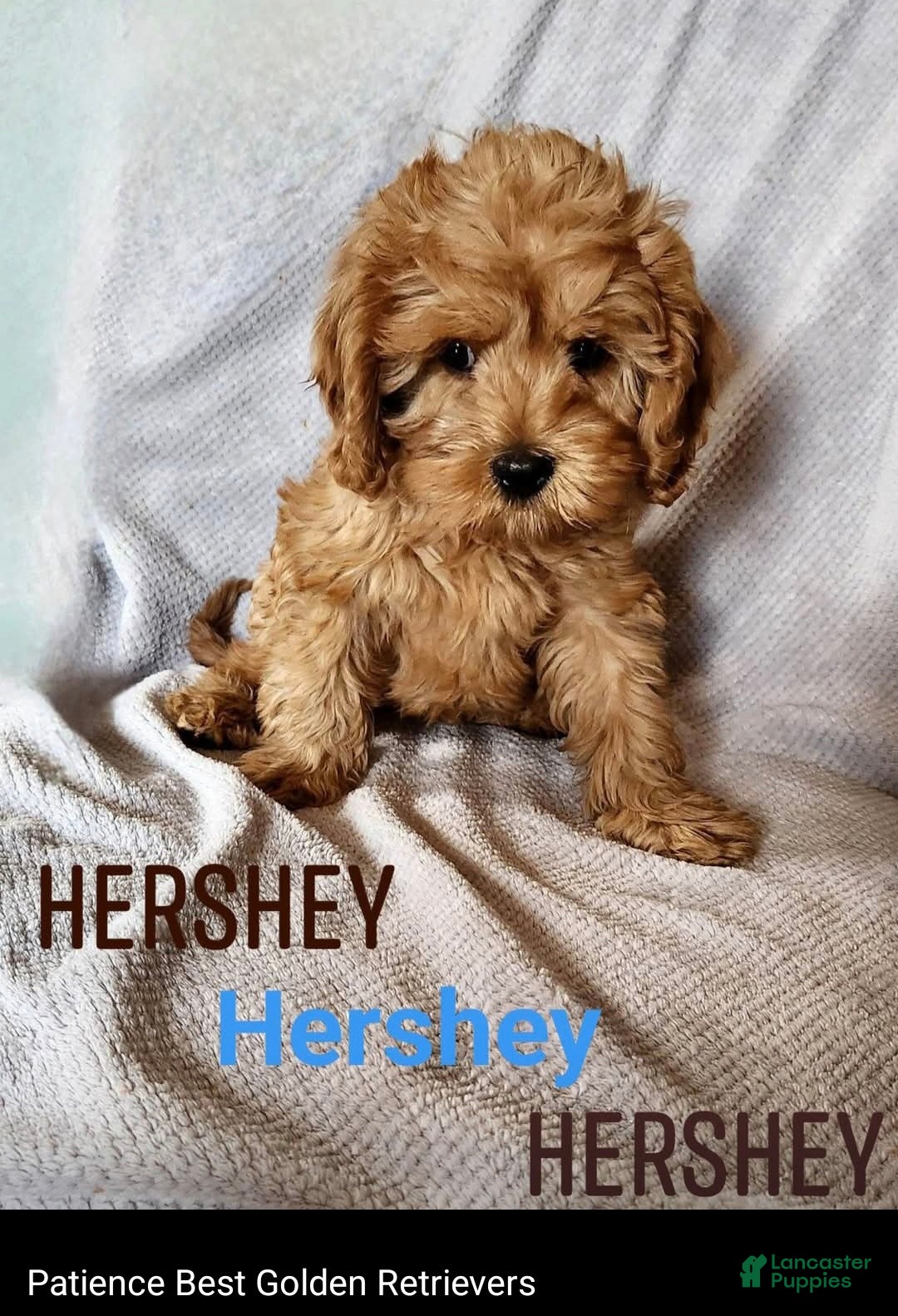 Cavapoo dogs Hershey - Ad 1