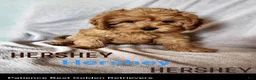 Cavapoo dogs for sale: Hershey - Ad 17