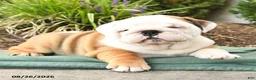 English Bulldog dogs for sale: Poky - Ad 3