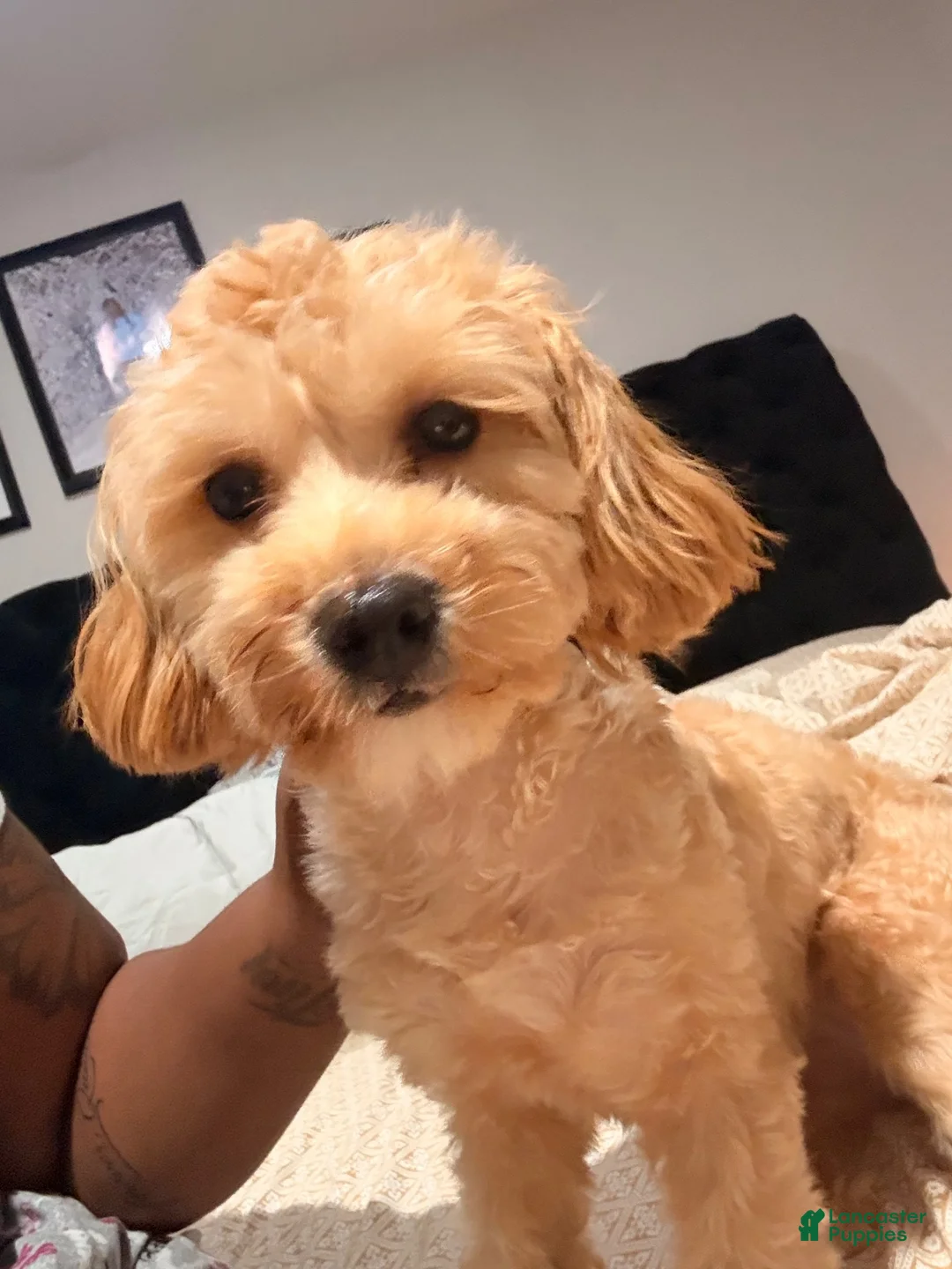 Shihpoo dogs for sale: Shihpoo 1 - Ad 2