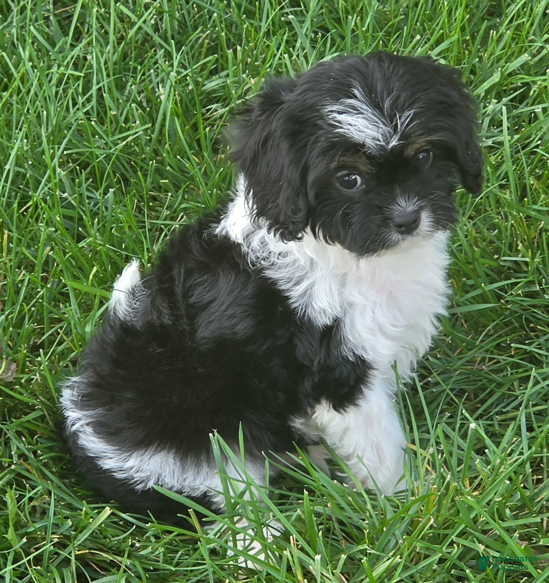 Cavapoo dogs for sale: Scout - Ad 1