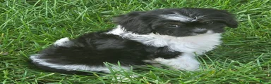 Scout