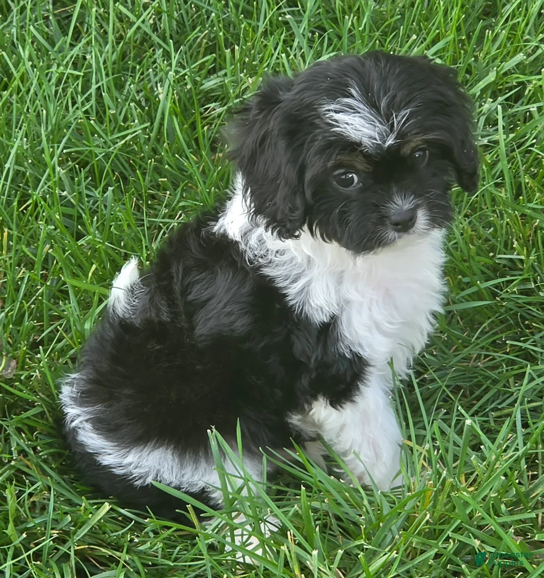 Cavapoo dogs for sale: Scout - Ad 1