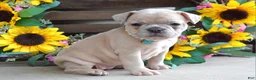 French Bulldog dogs for sale: Roxy - Ad 5