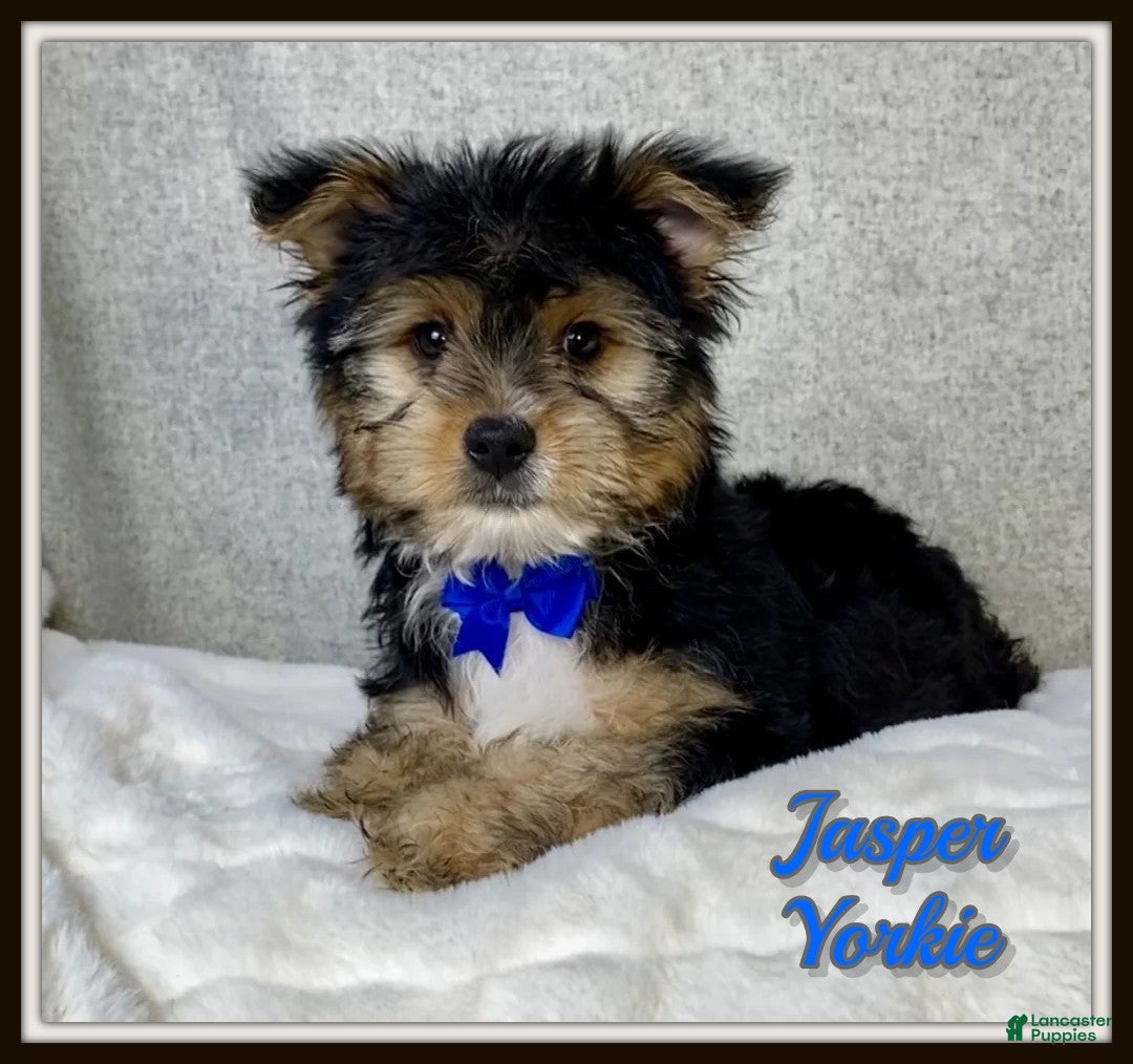 Yorkshire Terrier dogs Jasper - Ad 1