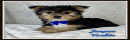 Yorkshire Terrier dogs for sale: Jasper - Ad 1