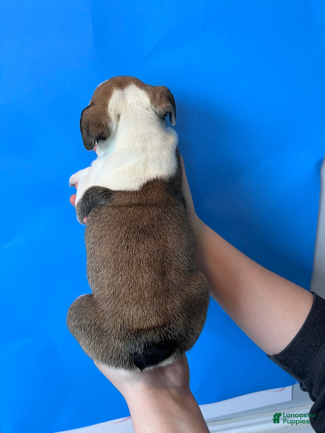 English Bulldog dogs for sale: Butch (Sable) - Ad 4