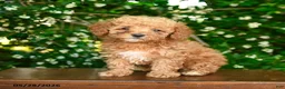 Toy Poodle dogs for sale: Selene - Ad 3