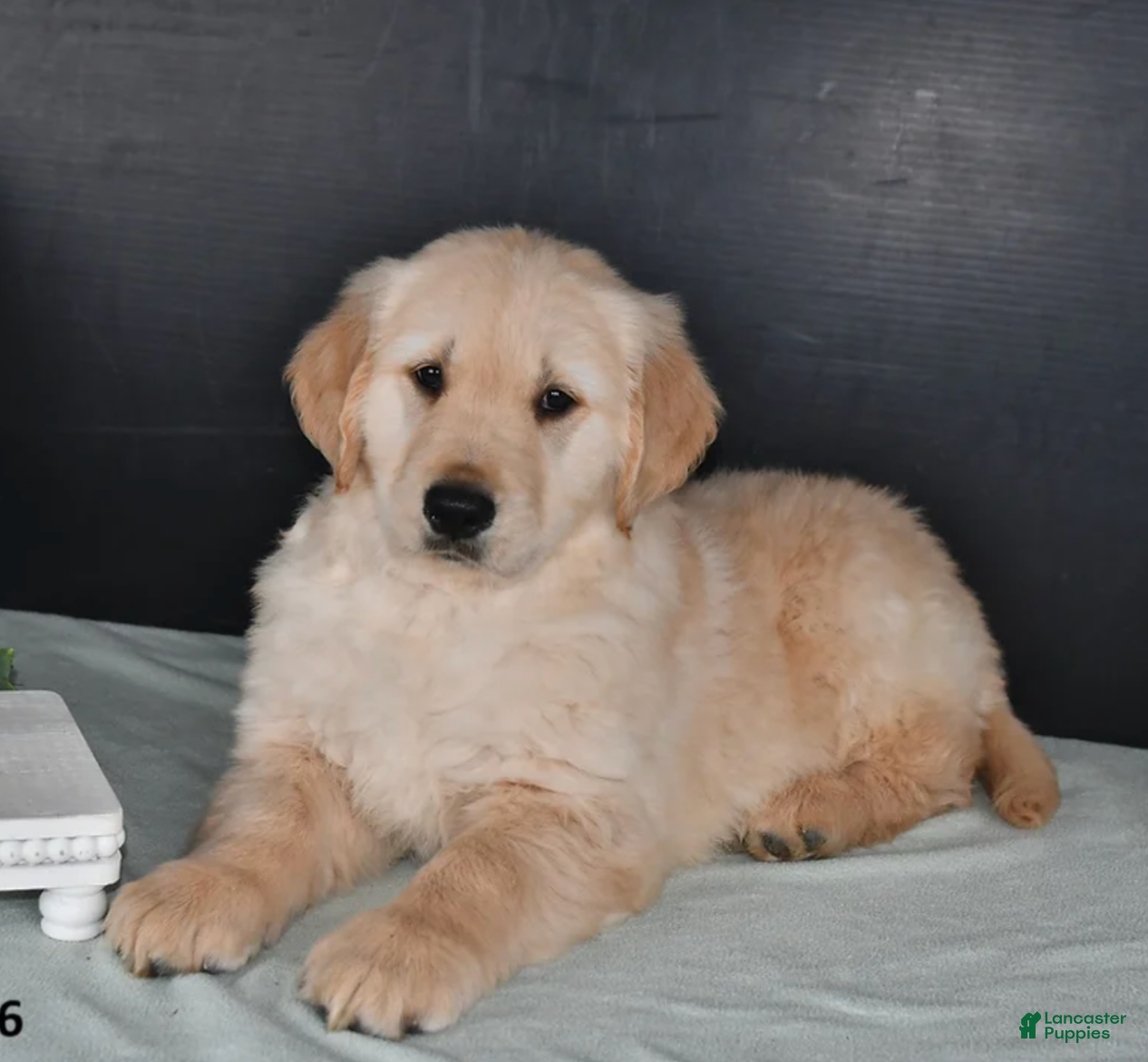 Golden Retriever dogs Golden Retriever Puppy - Male - Ad 1