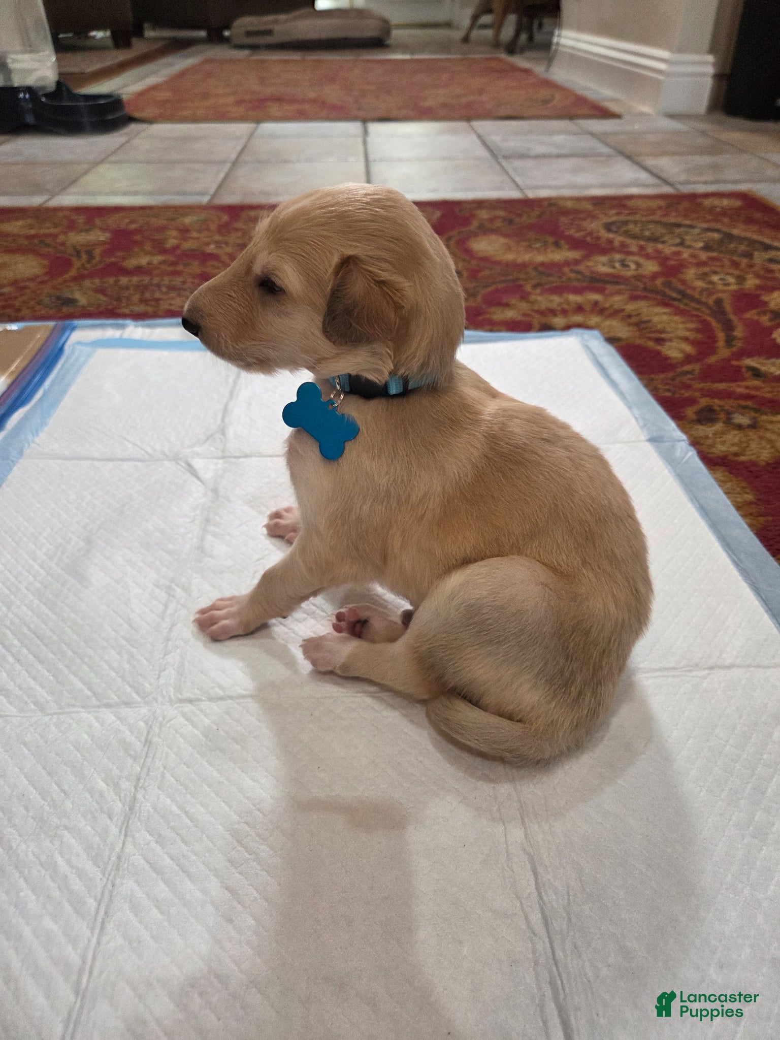 Borzoi dogs Hugo-male - Ad 1