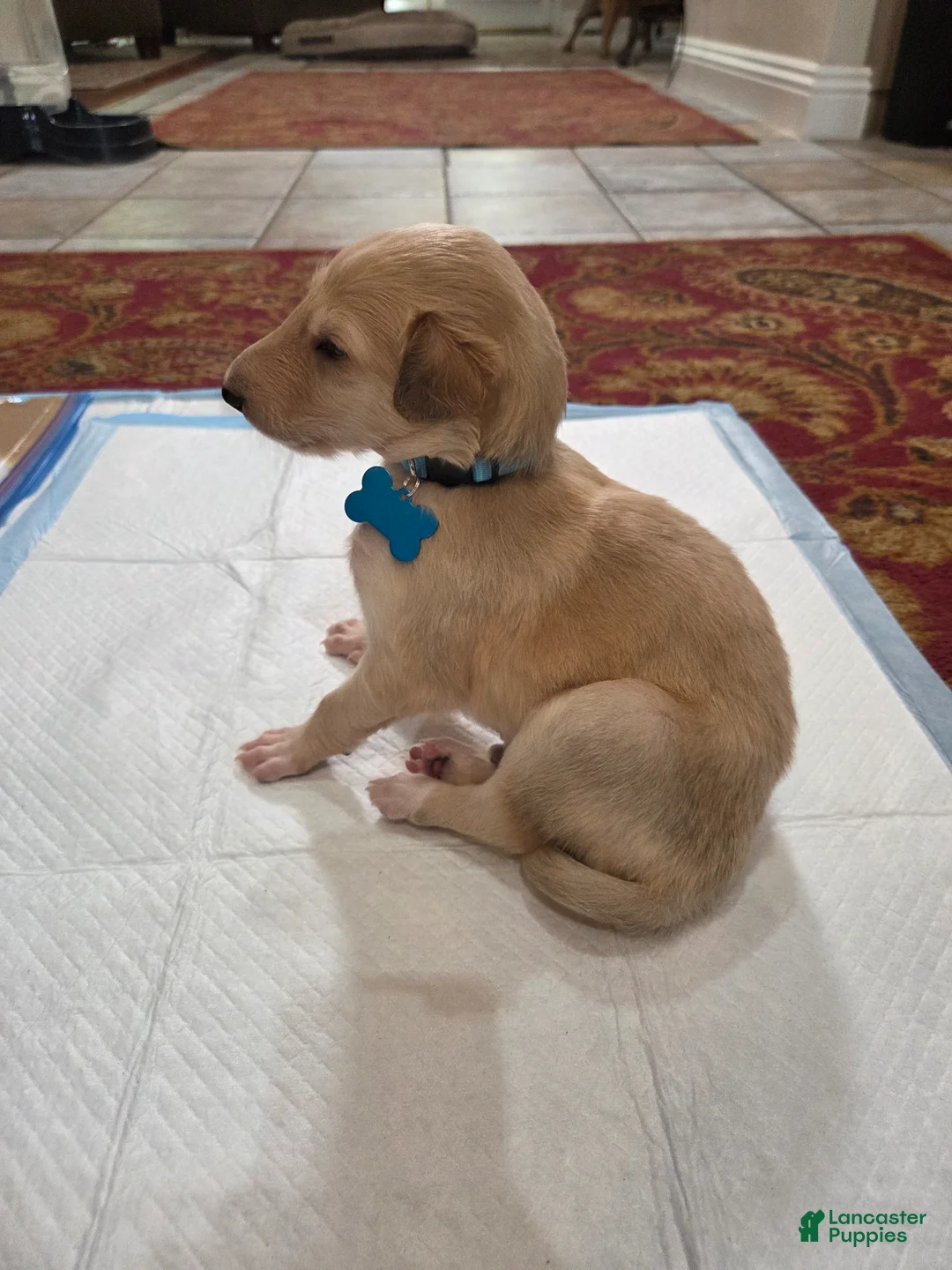 Borzoi dogs for sale: Hugo-male - Ad 1