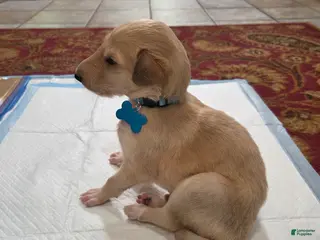 Borzoi dogs for sale: Hugo-male - Ad 3