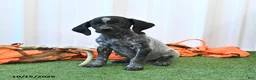 German Shorthaired Pointer dogs for sale: Lando - Ad 2