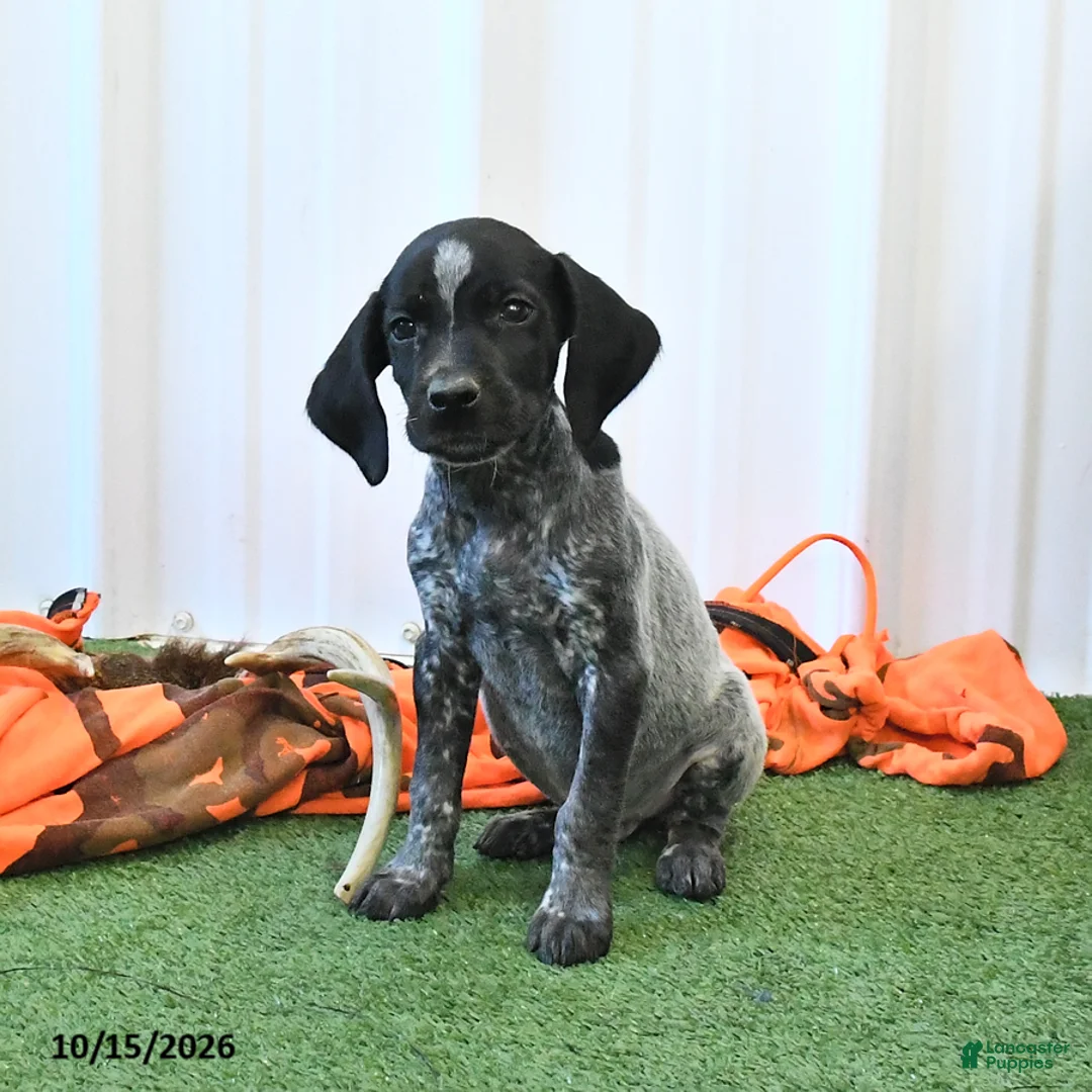 German Shorthaired Pointer dogs for sale: Lando - Ad 2