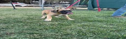 Mixed Breed dogs for sale: Whiskey - Ad 5