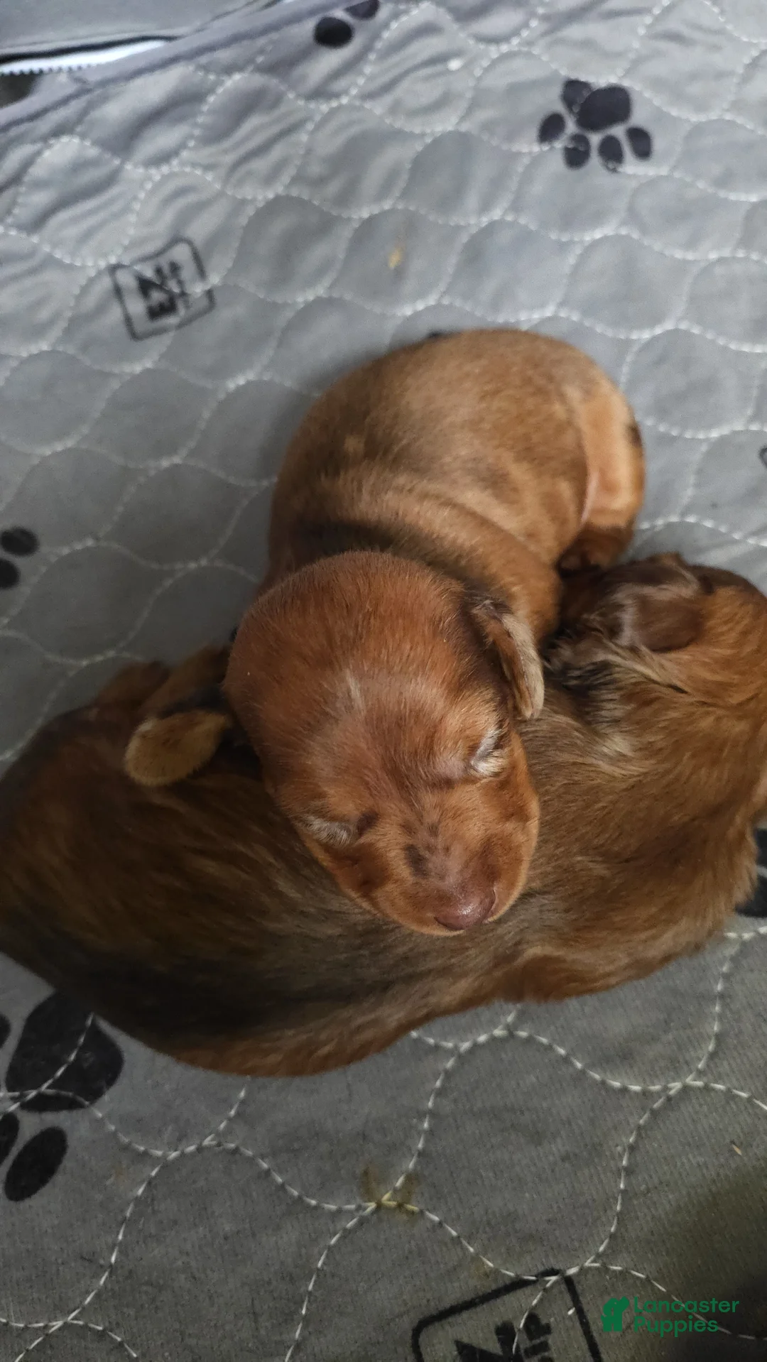 Miniature Dachshund dogs for sale: Starlight - Miniature Dachshund Puppy 💖 - Ad 2