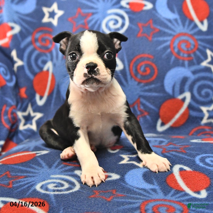 Boston Terrier dogs Lucy - Ad 2