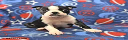 Boston Terrier dogs for sale: Lucy - Ad 2
