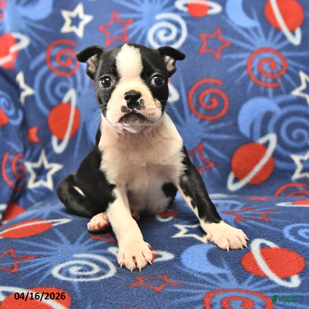 Boston Terrier dogs for sale: Lucy - Ad 2