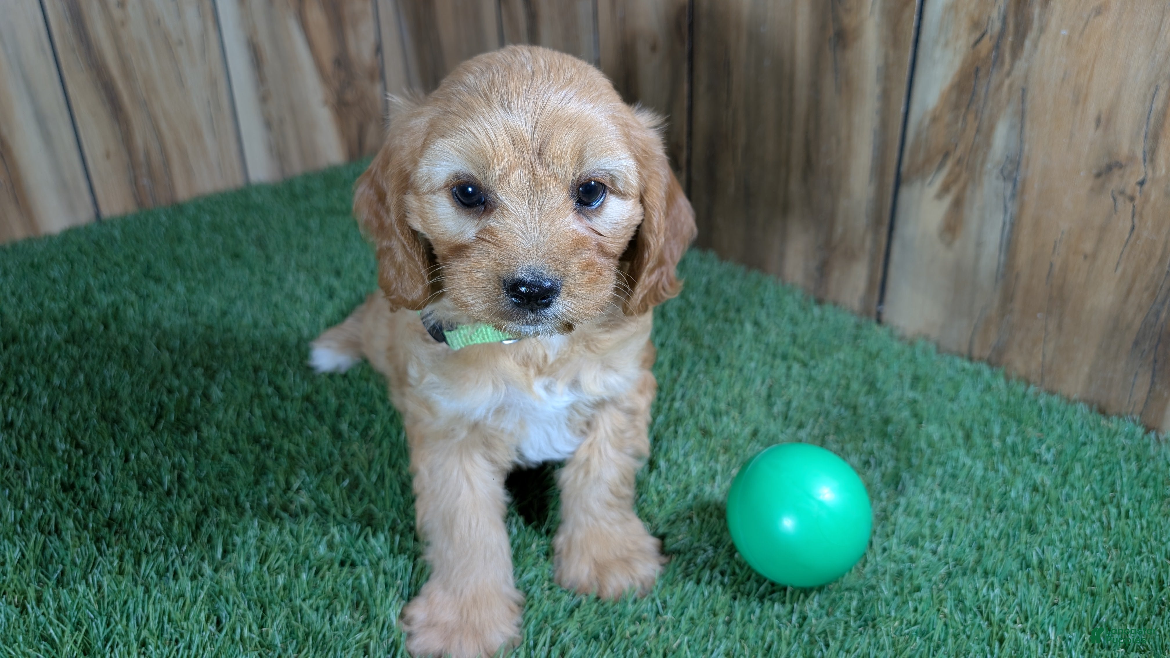 Cavapoo dogs Jazzy Boy 2 - Ad 1