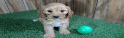 Cavapoo dogs for sale: Jazzy Boy 2 - Ad 1
