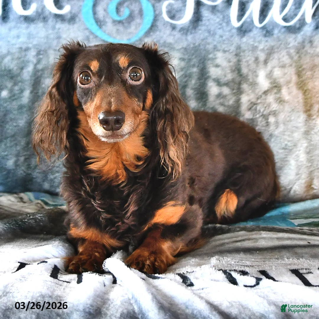 Miniature Dachshund dogs for sale: Rusty - Ad 7