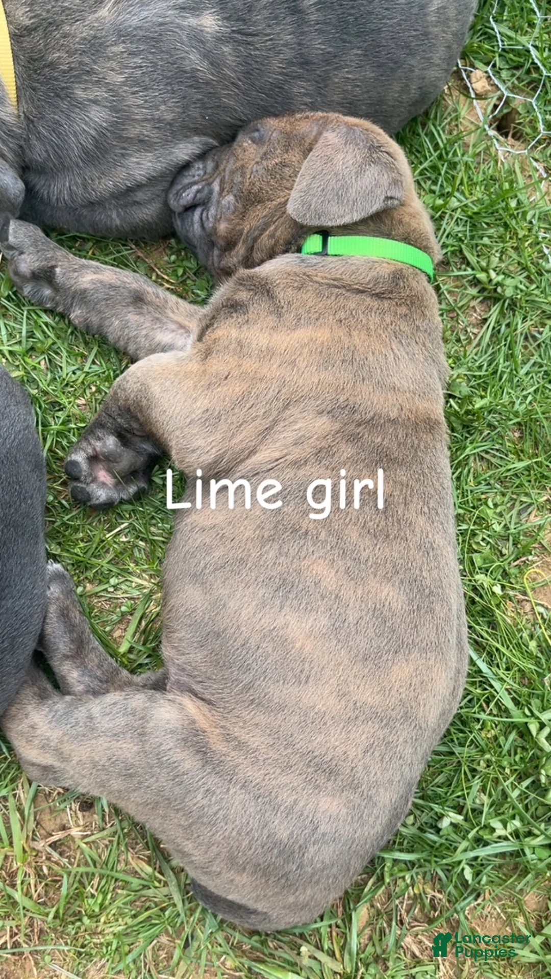 Cane Corso dogs for sale: Cane Corso Puppy 3 - Lime Girl - Ad 1
