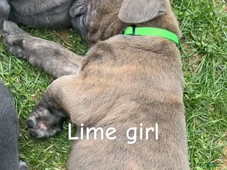 Cane Corso dogs for sale: Cane Corso Puppy 3 - Lime Girl - Ad 1