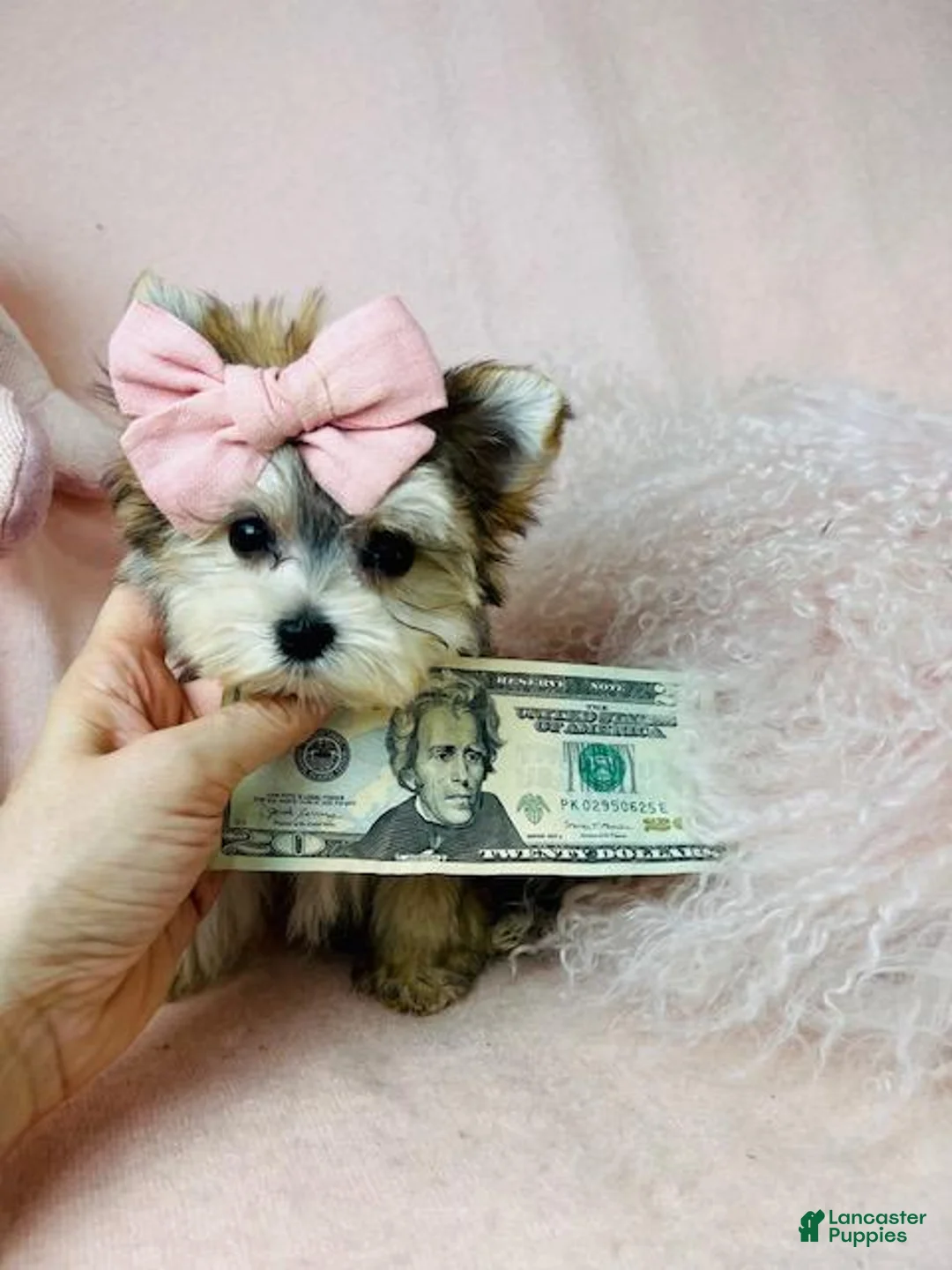 Morkie dogs for sale: Morkie 1 - Ad 1