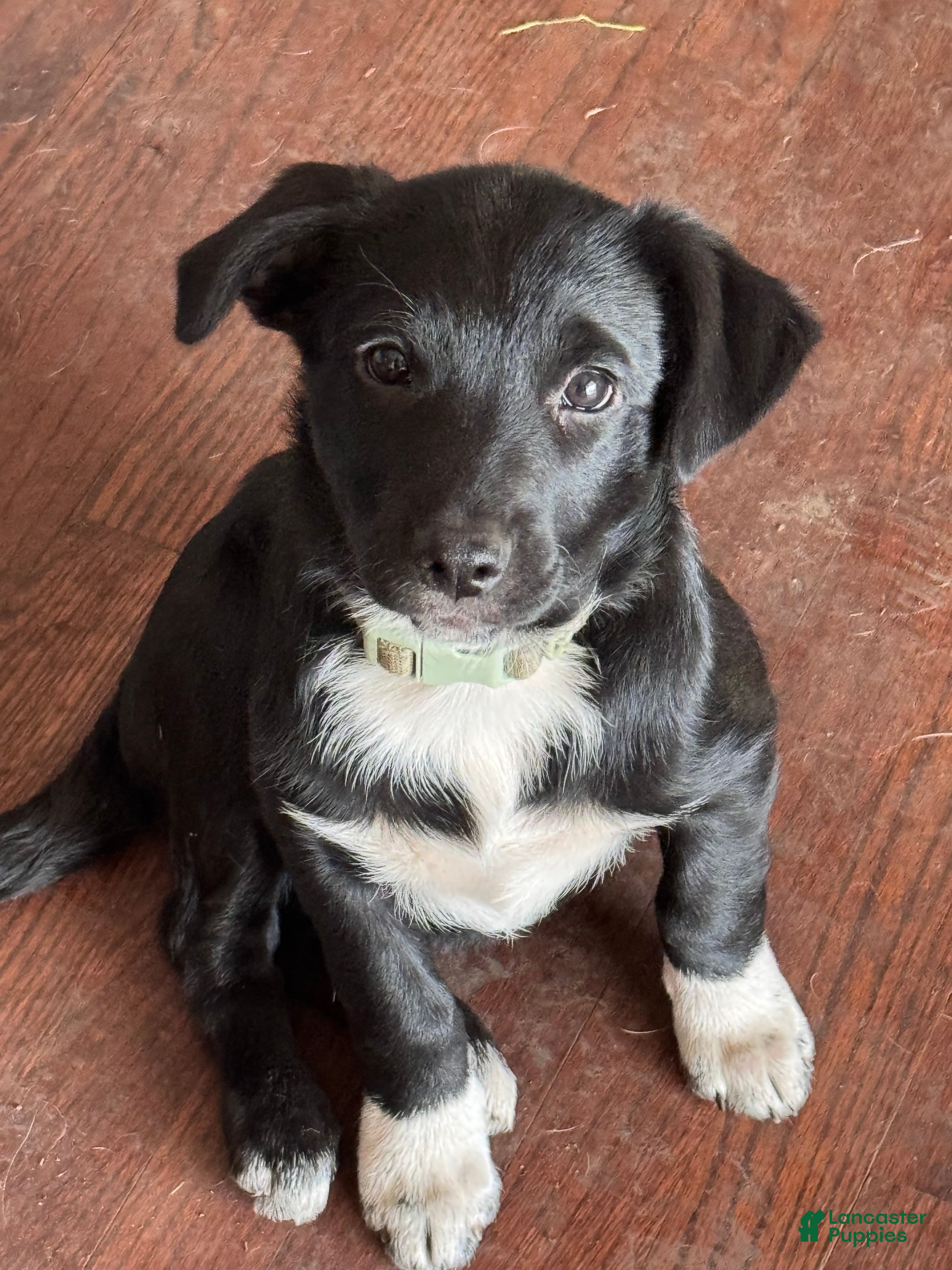 Mixed Breed dogs for sale: Socks - Ad 3