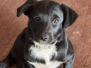 Mixed Breed dogs for sale: Socks - Ad 3